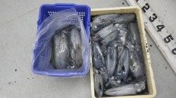 白浜町椿にてヤエン釣り　アジ16匹で16パイ皆取り☆