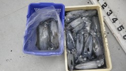 白浜町椿にてヤエン釣り　アジ16匹で16パ…