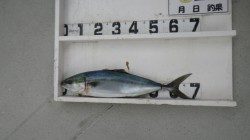 串本大島にてルアー釣り、メジロ釣果