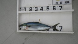 串本大島にてルアー釣り、メジロ釣果