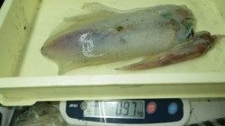 白浜椿でアオリイカ５杯で3.9キロ〜ヤエンでの釣果