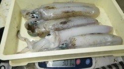 白浜椿でアオリイカ５杯で3.9キロ〜ヤエンでの釣果
