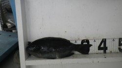 市江にてフカセ釣り　グレ7枚