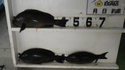 椿の地磯でグレ釣果　グレ9枚に尾長グレ
