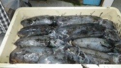 周参見でアオリイカ三時間で９杯！