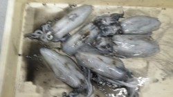 白浜見草ブリマにてエギング　アオリ2人で〜370g6杯・〜420g3杯