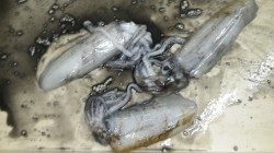 白浜見草ブリマにてエギング　アオリ2人で〜370g6杯・〜420g3杯