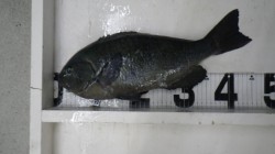 白浜地磯にてボイルフカセ釣りでグレ40cm…