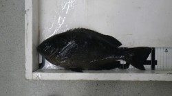 白浜地磯にてボイルフカセ釣りでグレ40cm&45cm！！