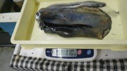 尼崎市立魚つり公園　午前中を中心ににハネが絶好調！