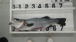 白浜町見草にてシーバスとアオリイカの釣果