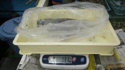 白浜町見草にてシーバスとアオリイカの釣果