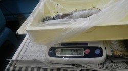 江住地磯　ヤエンでアオリイカ460gゲット