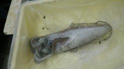 江住地磯　ヤエンでアオリイカ460gゲット