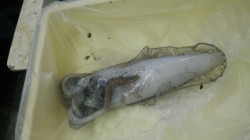 江住地磯　ヤエンでアオリイカ460gゲット…