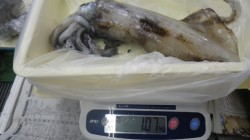 周参見地磯　ヤエンでアオリイカ1070g