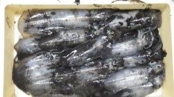 椿でのヤエン釣り大漁！　アジ8匹で13ハイのアオリイカ