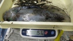 椿でのヤエン釣り大漁！　アジ8匹で13ハイのアオリイカ