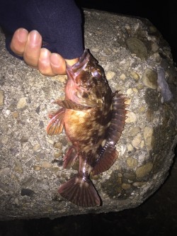 仕事初め後の釣り初めへ出陣　貝塚のガシリン…