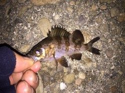 仕事初め後の釣り初めへ出陣　貝塚のガシリングで抱卵ガシラ&ミニメバル