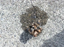 シーバス狙いで淡路島へ…　由良にてガシラが…