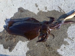 堺・一本松漁港　新年早々のエギングでアオリ…