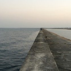 岸和田一文字　狙いのカレイは釣れず、サビキにガシラがあたりました