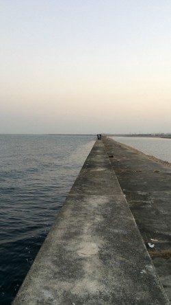 岸和田一文字　狙いのカレイは釣れず、サビキにガシラがあたりました