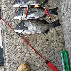 助松埠頭　初釣りのフカセで昨年からのボウズストップ