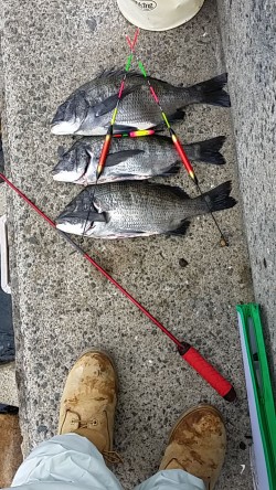 助松埠頭　初釣りのフカセで昨年からのボウズ…