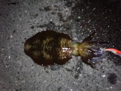 田辺・戎漁港周辺エギング　夕方のマズメ狙い…