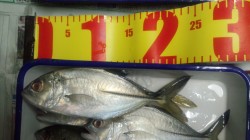 和歌山マリーナシティ周辺　ルアーに反応する…