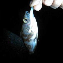 東二見　ベリースロー&ドリフトで広範囲に探りナイスサイズのメバル