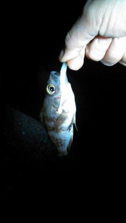 東二見　ベリースロー&ドリフトで広範囲に探りナイスサイズのメバル