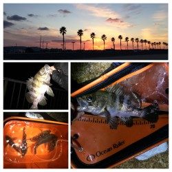 初釣りに泉南のサーフへメバリング釣行　なんとか20UPのメバルをキャッチ