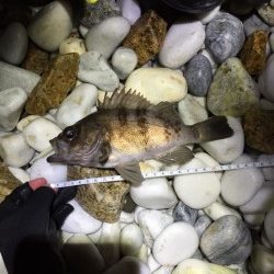 泉南サーフにてメバリング爆釣でした^o^　23cmの良型もキャッチ