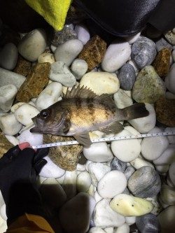 泉南サーフにてメバリング爆釣でした^o^　23cmの良型もキャッチ