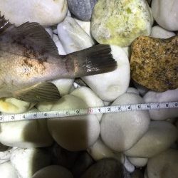 泉南サーフにてメバリング爆釣でした^o^　23cmの良型もキャッチ