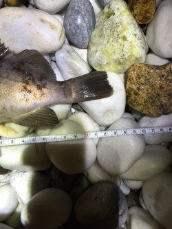 泉南サーフにてメバリング爆釣でした^o^　23cmの良型もキャッチ