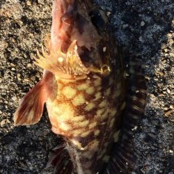 岸和田一文字　狙いのカレイは釣れず、サビキにガシラがあたりました