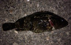 兵庫突堤でガシリング　アタリはあるものの根掛かりが多く…