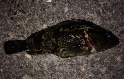 兵庫突堤でガシリング　アタリはあるものの根…