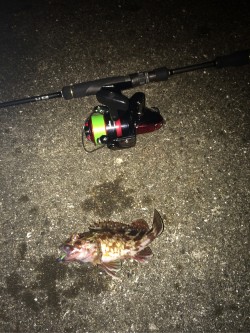 武庫川一文字へタチウオの確認にいってきまし…