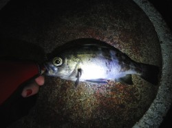 香住東港メバリング　氷点下の初釣りで本命の…