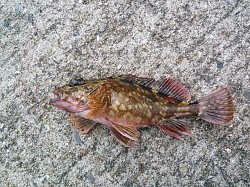 雑賀崎　メバリング釣行も小型ガシラ