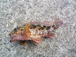 雑賀崎　メバリングタックルでのガシラ釣りに…