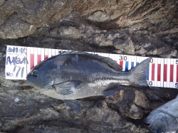 潮吹岩　フカセのグレ狙いは朝一の2匹