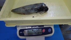 みなべ堺グランド横　エギングでアオリイカ420g