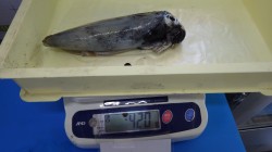 みなべ堺グランド横　エギングでアオリイカ4…