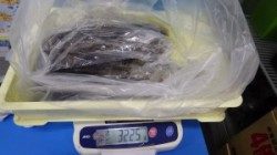 田辺市元島にてヤエン釣り　アオリイカ９４０グラムを頭に計６パイ！